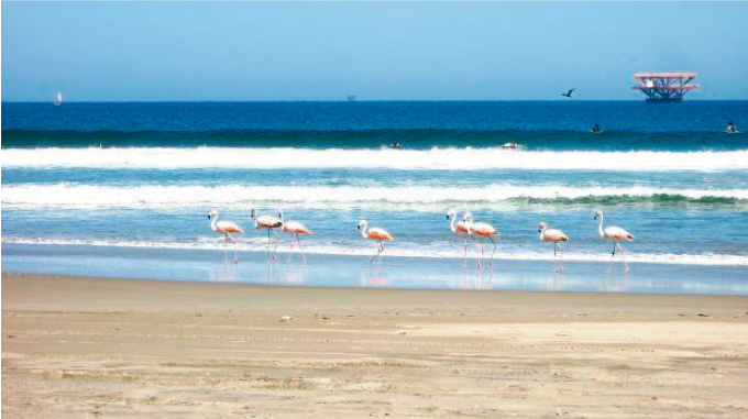 Playa Lobitos en serios problemas de contaminaci&oacute;n por desag&uuml;es colapsados 
