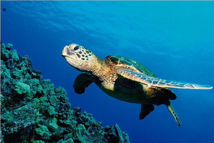 &iquest;Sabes por qu&eacute; las tortugas marinas son importantes para el ecosistema del oc&eacute;ano?
