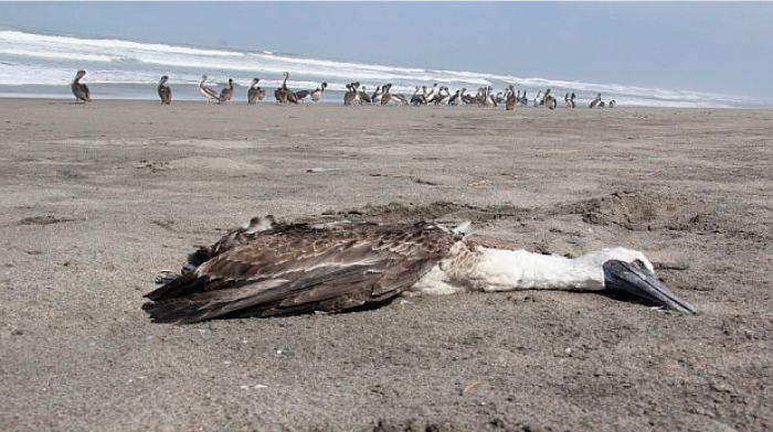 M&aacute;s de 500 especies marinas vararon desde octubre del 2016 en Huanchaco