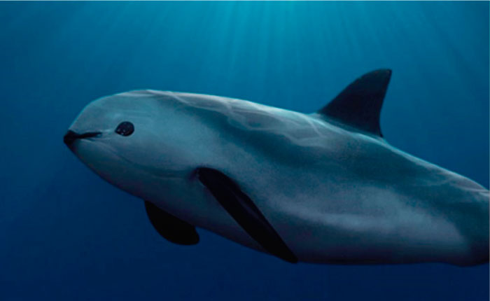 Vaquita marina, especie en peligro eminente de desaparecer
