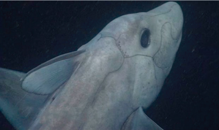 Tibur&oacute;n prehist&oacute;rico es filmado por primera vez en el Oc&eacute;ano 
