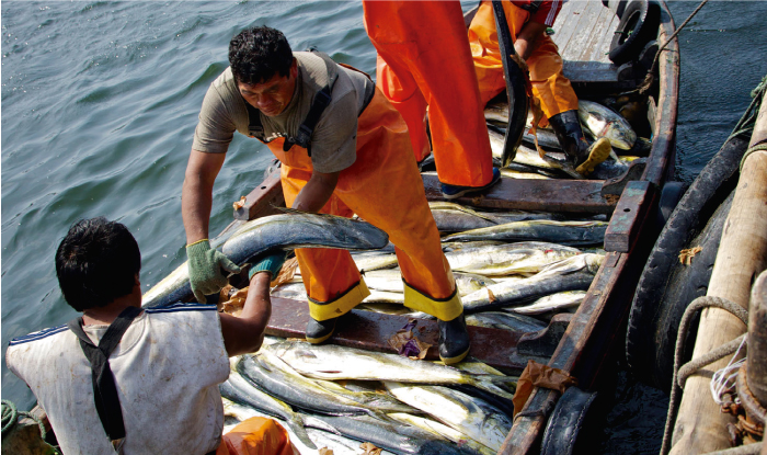 Fen&oacute;meno de El Ni&ntilde;o tambi&eacute;n trajo nuevas especies marinas al litoral