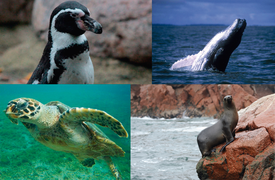 4 animales marinos del Per&uacute; en peligro de extinci&oacute;n 
